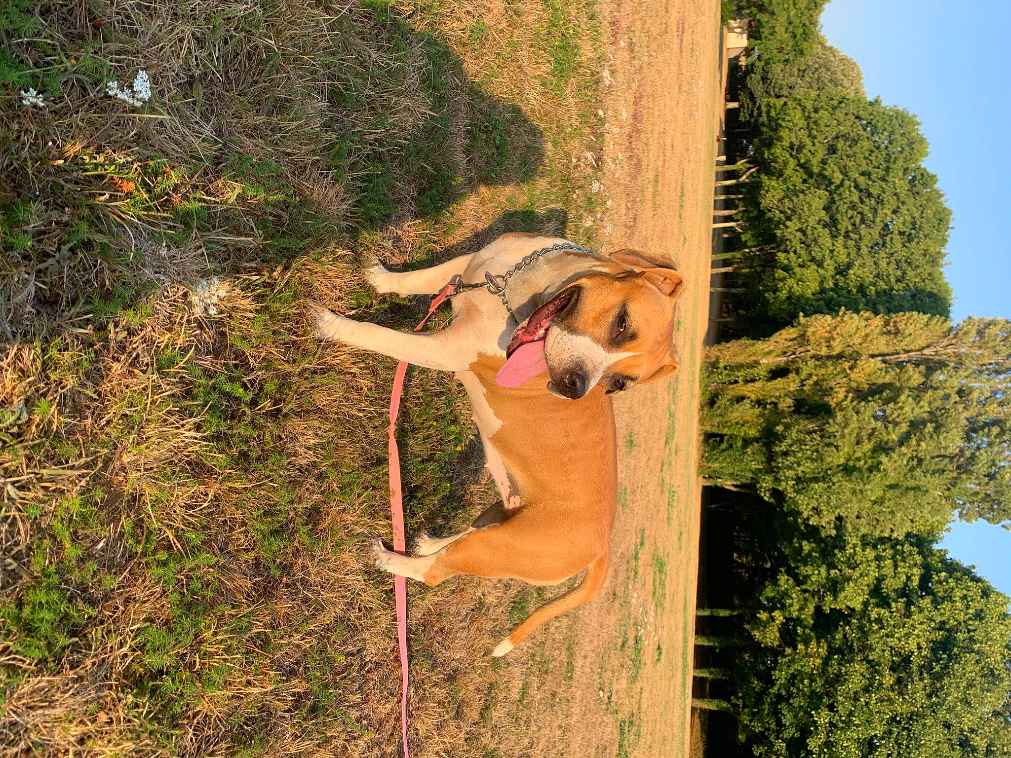 Nala a rejoint le concours — aidez-le/la à gagner de superbes lots ! adventure, dog, fawn, fun, grass, happy, house, landscape, leisure, people_in_nature, plant, recreation, sky, soil, tail, thigh, tree, trunk, wildlife, wood