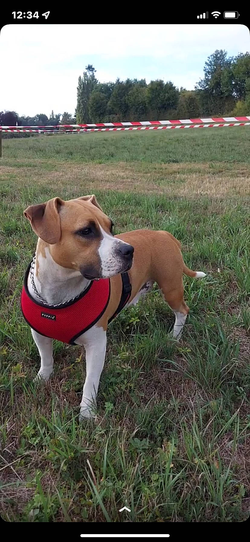 Nala a rejoint le concours — aidez-le/la à gagner de superbes lots ! canidae, carnivore, collar, companion_dog, dog, dog_breed, dog_collar, dog_supply, fawn, grass, non_sporting_group, pet_supply, plant, sky, snout, sporting_group, tree, whiskers, working_animal, working_dog