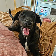 Samy a rejoint le concours — aidez-le/la à gagner de superbes lots ! bed, black_dog, blanket, brown_dog, brown_sheet, cabinet, canine, cleaning_tools, dog, door, floor, happy, indoor, lying_down, personal_items, pet, pink_blanket, room, tongue_out, vacuum_cleaner