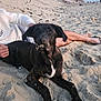Samy participe au concours pour gagner de l'argent avec cette photo : animal, beach, casual, daytime, dog, legs, nature, outdoor, paw, person, pet, recreation, relaxing, sand, shore, summer, sunlight, trees, vacation, white_sweatshirt