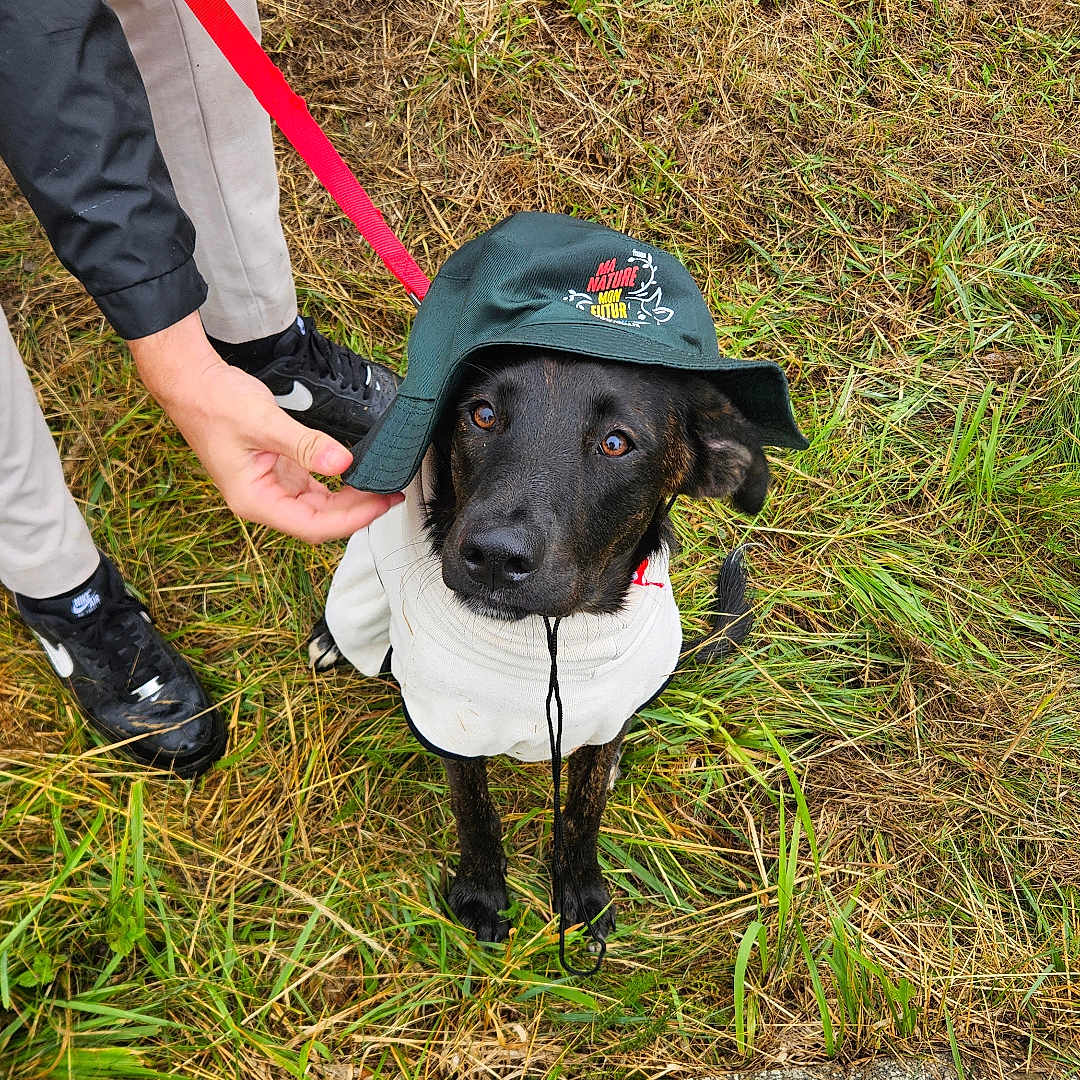Samy participe au concours pour gagner de l'argent avec cette photo : animal, black_dog, casual, clothing, curb, cute, dog, footwear, grass, hand, hat, leash, nature, nike_shoes, outdoor, person, pet, playful, sidewalk, sweater