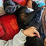 Samy a rejoint le concours — aidez-le/la à gagner de superbes lots ! bracelet, brown_dog, casual_clothing, comfort, couch, cozy, dog, facial_hair, hand, home, indoor, person, petting, phone, pillow, red_couch, relaxed, resting, sleeping, white_sweatshirt