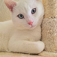 Coconut is registered to the contest to win money with this photo: cat, white_cat, blue_eyes, scratching_post, indoor, relaxed, feline, pet, cozy, fur, whiskers, pink_nose, close_up, animal, laying_down, soft_texture, neutral_colors, home, cute, calm