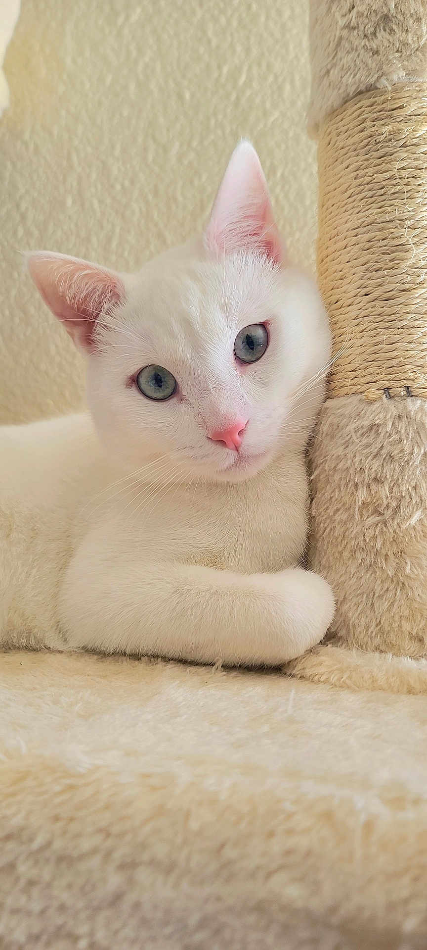 Coconut