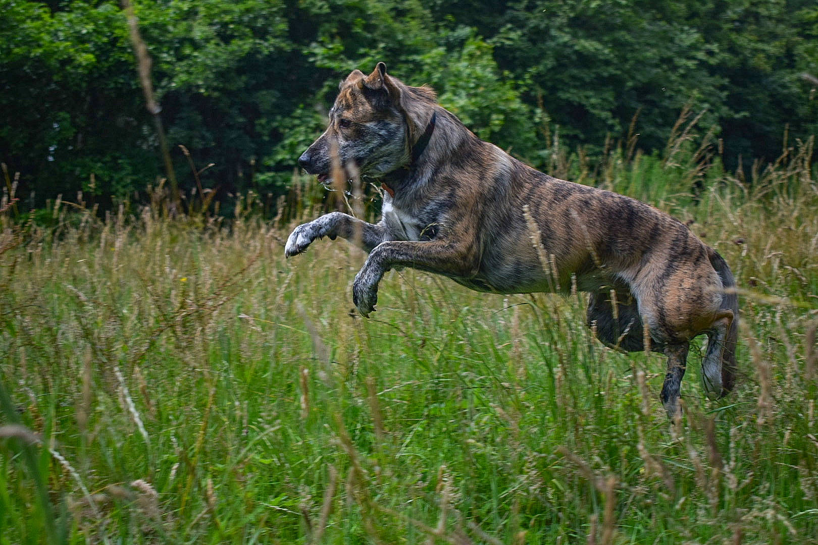 Crunchie joined the competition — help win amazing prizes! big_cats, canidae, carnivore, dog, dog_breed, fawn, felidae, grass, grassland, guard_dog, natural_landscape, plant, prairie, snout, sporting_group, tail, terrestrial_animal, tree, whiskers, working_dog