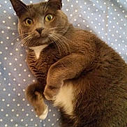 Shadow is registered to the contest to win money with this photo: animal, blue_blanket, cat, close_up, curled_paws, cute, domestic_cat, feline, fur, gray_cat, indoor, lying_down, pet, polka_dot_blanket, resting, surprised_expression, tail, whiskers, white_chest, white_paws