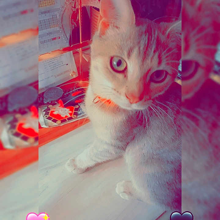 Echo joined the competition — help win amazing prizes! art, carnivore, cat, domestic_short_haired_cat, electric_blue, fawn, felidae, font, fur, happy, magenta, organism, paw, petal, photo_caption, pink, small_to_medium_sized_cats, tail, visual_arts, whiskers