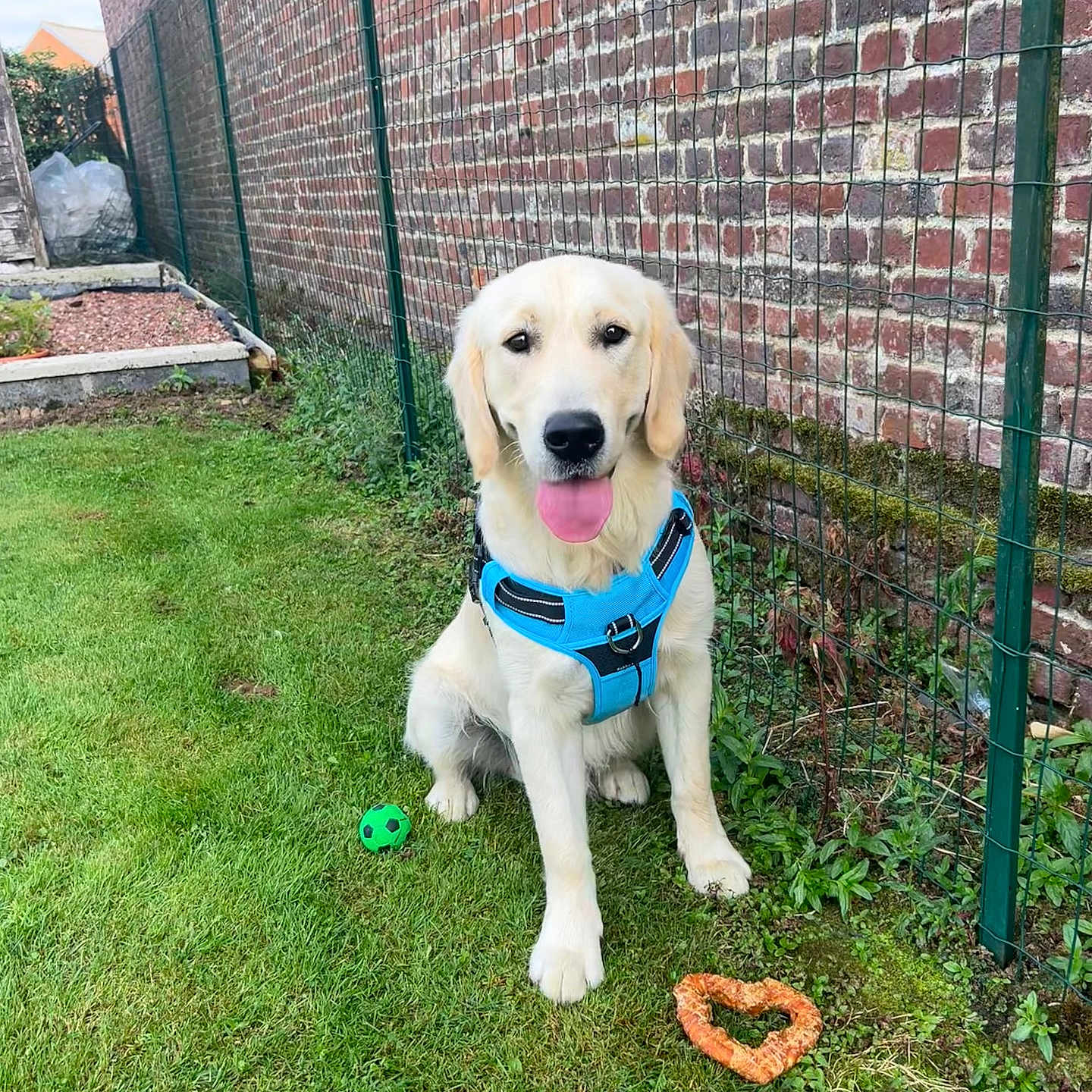 Buddy a rejoint le concours — aidez-le/la à gagner de superbes lots ! animal, architecture, backyard, ball, brick, building, canine, dog, football, goldenretriever, grass, nature, outdoors, pet, plant, puppy, shelter, soccer, wall, yard