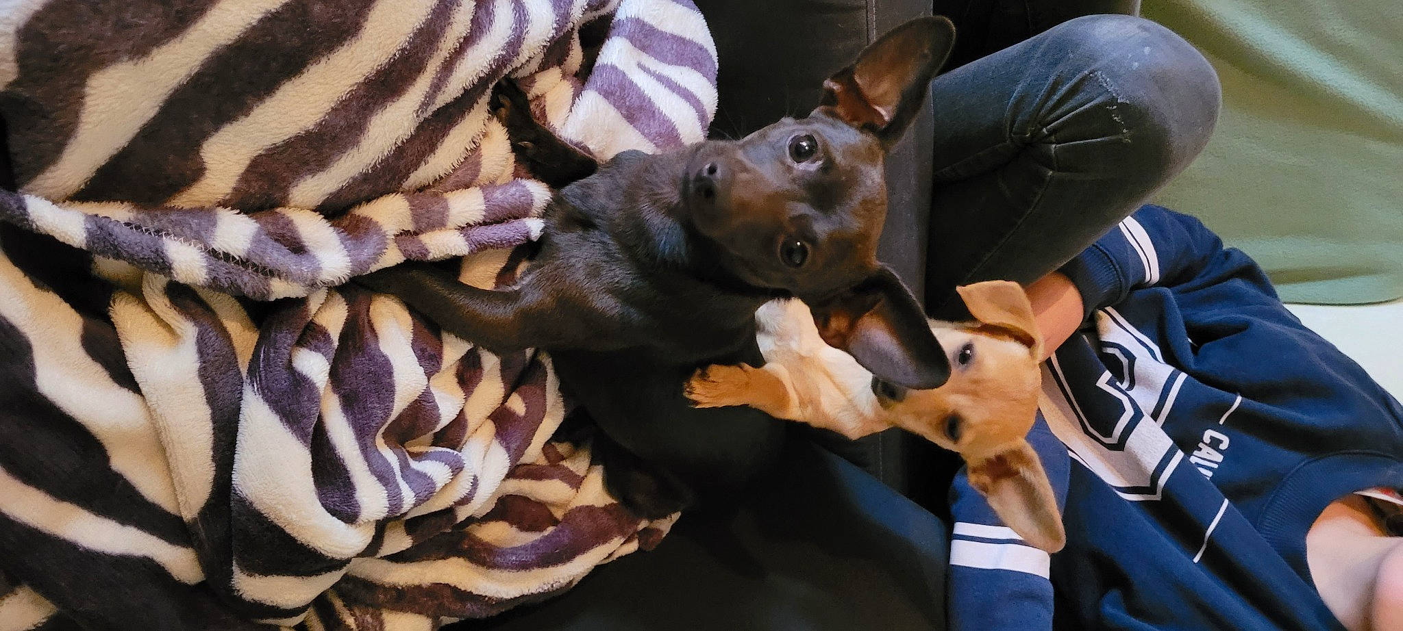 Bingo participe au concours pour gagner de l'argent avec cette photo : canidae, carnivore, comfort, companion_dog, dog, dog_breed, ear, fawn, fur, gesture, guard_dog, pattern, pinscher, prazsky_krysarik, snout, sporting_group, toy_dog, whiskers, working_animal, working_dog