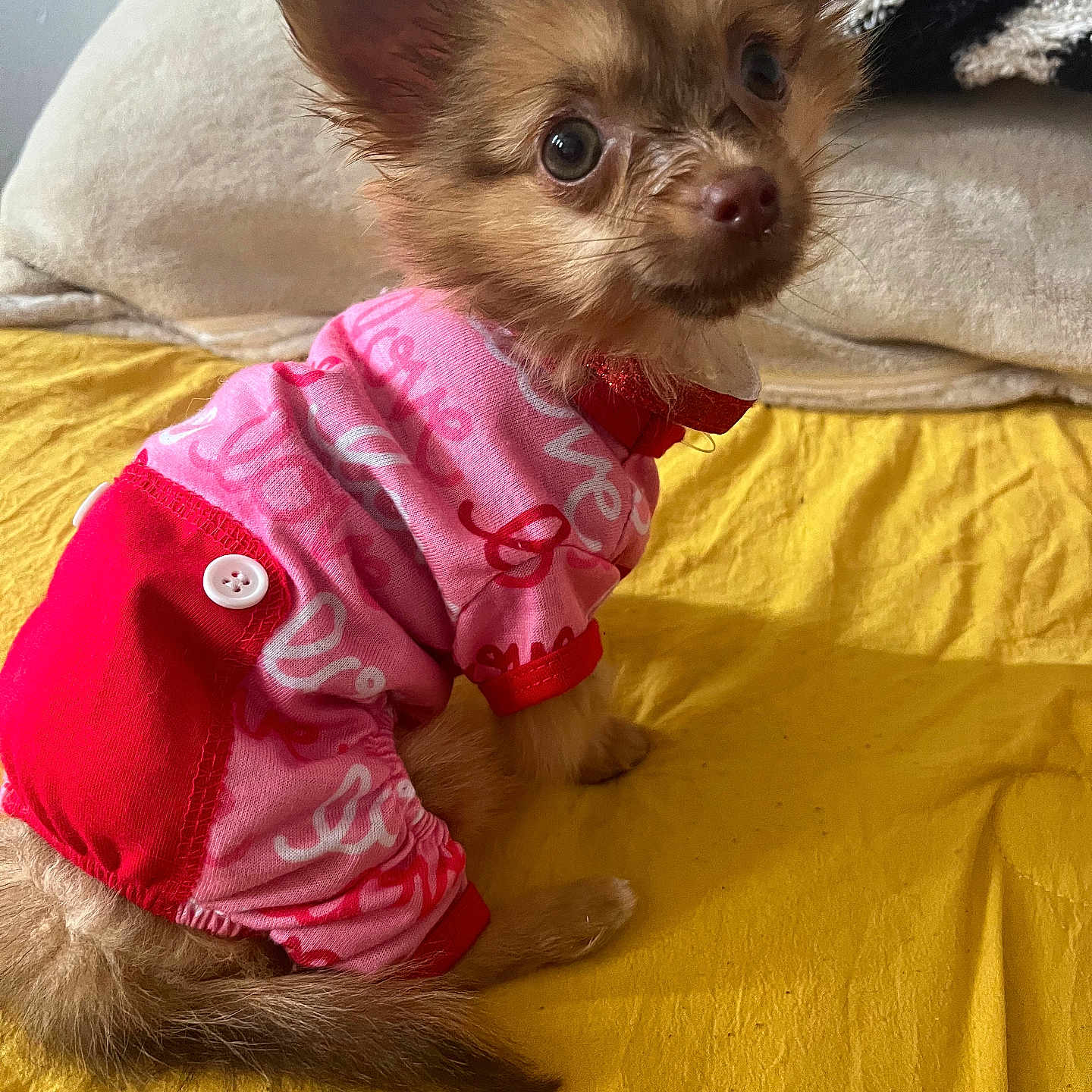 Chikita is registered to the contest to win money with this photo: animal, bed, bedroom, blanket, canine, cat, chihuahua, clothing, coat, couch, cushion, dog, furniture, homedecor, indoors, kitten, pet, puppy, room, terrier