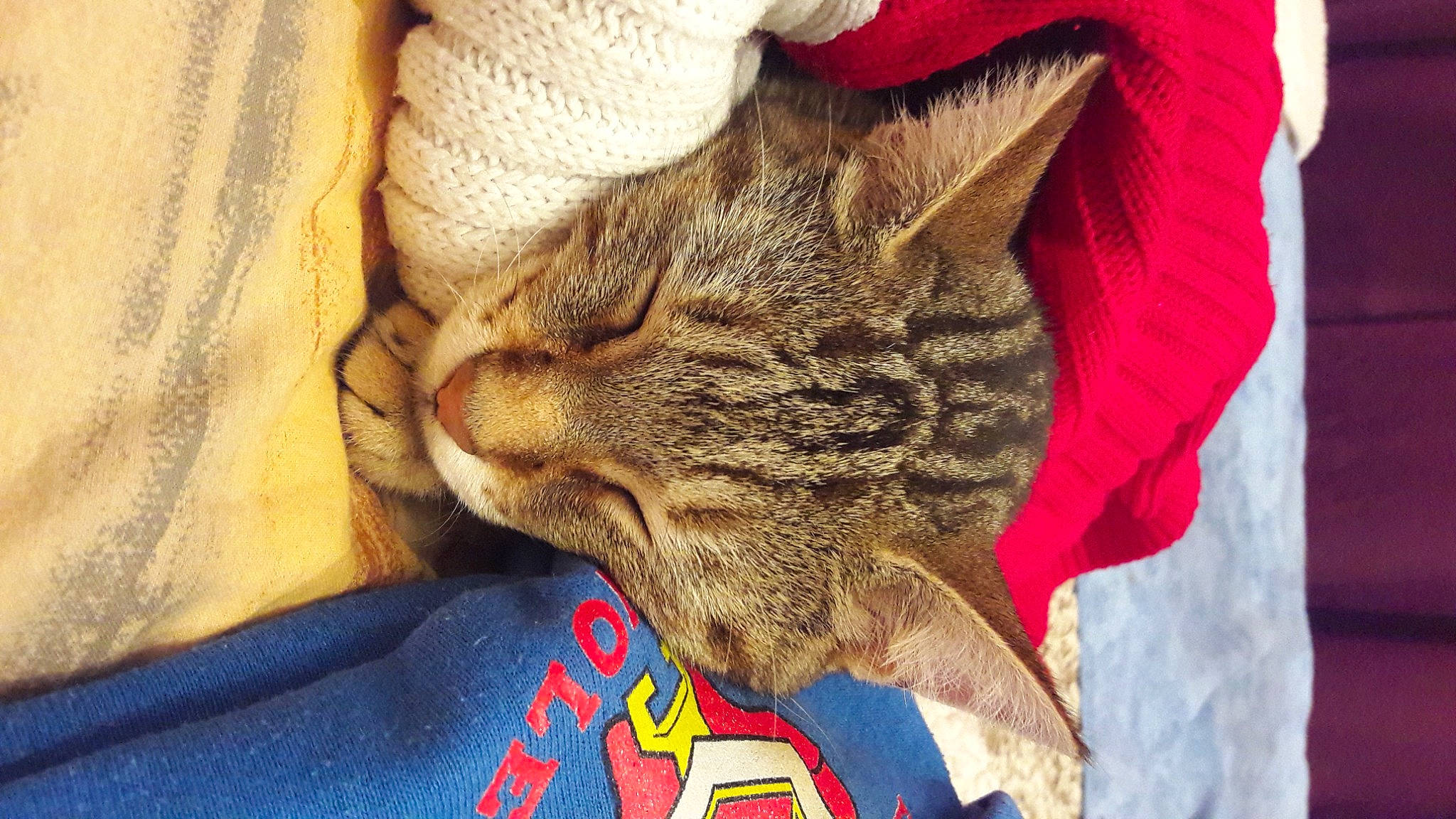 Sissi participe au concours pour gagner de l'argent avec cette photo : carnivore, cat, claw, comfort, domestic_short_haired_cat, felidae, fur, human_leg, linens, nap, pattern, paw, sleep, small_to_medium_sized_cats, snout, tail, whiskers