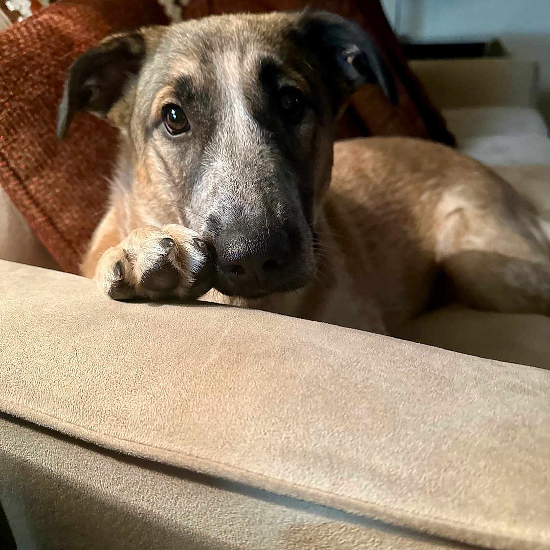Maycha joined the competition — help win amazing prizes! dog, puppy, pet, animal, canine, brown_coat, black_muzzle, floppy_ears, paw, close_up, portrait, lying_down, relaxed, cute, sleepy, indoors, living_room, couch, pillows, lamp