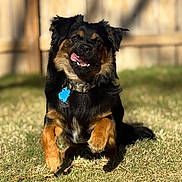 Jax joined the competition — help win amazing prizes! dog, canine, tongue_out, black_and_tan, sitting, grass, backyard, fence, collar, id_tag, pet, playful, portrait, sunlight, shadow, fur, muzzle, happy, outdoor, attention