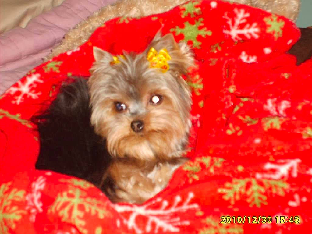 Katie is registered to the contest to win money with this photo: biewer_terrier, canidae, carnivore, companion_dog, dog, dog_breed, dog_supply, fawn, fur, liver, mammal, pet_supply, puppy, small_terrier, snout, sporting_group, terrier, toy_dog, working_animal, yorkipoo