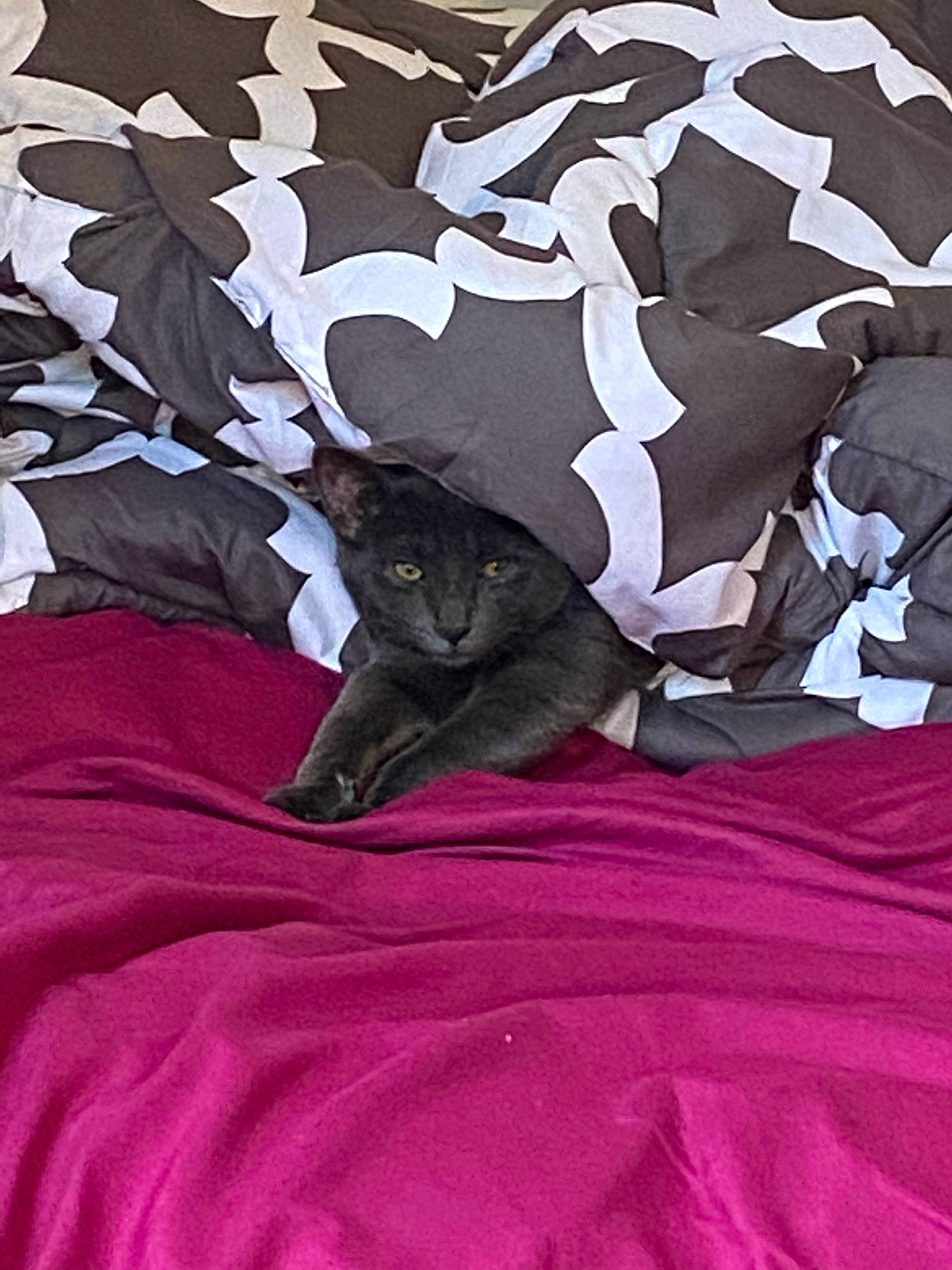 Dorian joined the competition — help win amazing prizes! bed_sheet, bedding, carnivore, cat, comfort, felidae, fur, grey, linens, magenta, pattern, pink, purple, room, sleeve, small_to_medium_sized_cats, t_shirt, tail, textile, whiskers