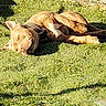 animal, canine, collar, daytime, dog, domestic_animal, fence, grass, happy, lying_down, mammal, nature, outdoor, pet, playful, relaxed, resting, summer, sunlight, sunshine