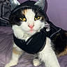 Tarot is registered to the contest to win money with this photo: animal, black_outfit, calico, cat, costume, cute, devil_horns, domestic_cat, feline, fur, indoor, mischievous, pet, pet_clothing, posing, purple_bedspread, resting, sleepy, whiskers, yellow_eyes