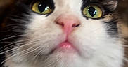 Tarot joined the competition — help win amazing prizes! animal, calm, cat, close_up, curious, cute, domestic, face, feline, fluffy, fur, indoors, looking_up, mammal, pet, pink_nose, portrait, soft, whiskers, yellow_eyes