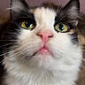 animal, calm, cat, close_up, curious, cute, domestic, face, feline, fluffy, fur, indoors, looking_up, mammal, pet, pink_nose, portrait, soft, whiskers, yellow_eyes