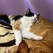 Tarot joined the competition — help win amazing prizes! animal, blanket, calico_cat, cat, companion, cozy, cute, domestic, fur, indoor, nap, orange_tabby_cat, patterned_blanket, paw, pet, purple_wall, relaxation, resting, sleeping, whiskers