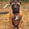 Baxter a rejoint le concours — aidez-le/la à gagner de superbes lots ! dog, brindle, mastiff, sitting, portrait, outdoor, garden, grass, fur, brown, black, white_chest, floppy_ears, wide_muzzle, nose, eyes, front_legs, paws, pet, animal