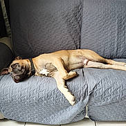 Baxter participe au concours pour gagner de l'argent avec cette photo : dog, pet, animal, sleeping, lying_down, lounging, couch, sofa, blanket, indoor, home, relaxed, brown_coat, black_muzzle, collar, paws, belly_up, furniture, portrait, nap