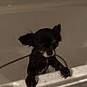 Guizmo participe au concours pour gagner de l'argent avec cette photo : dog, wet, bathtub, pet, black_dog, small_dog, bath, animal, indoors, fur, canine, looking_up, clinging, dripping, bathroom, cute, pet_care, water, ears, expression