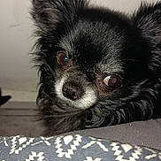 Guizmo participe au concours pour gagner de l'argent avec cette photo : dog, small_dog, black_dog, chihuahua, pet, animal, close_up, face, fur, ears, curious, indoor, patterned_fabric, blanket, resting, cute, companion, domestic_animal, portrait, looking