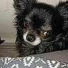dog, small_dog, black_dog, chihuahua, pet, animal, close_up, face, fur, ears, curious, indoor, patterned_fabric, blanket, resting, cute, companion, domestic_animal, portrait, looking