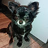 dog, small_dog, black_dog, fluffy, pet, indoor, wooden_floor, white_wall, looking_up, cute, animal, face, ears, sitting, floor, smudge, cream, expression, snapshot, text_overlay
