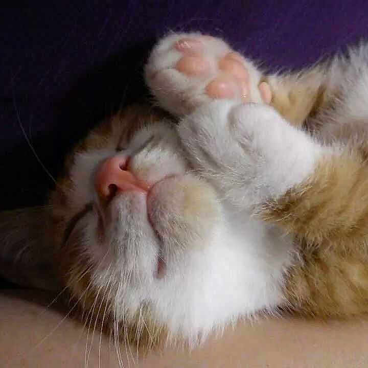 Bizkit is registered to the contest to win money with this photo: