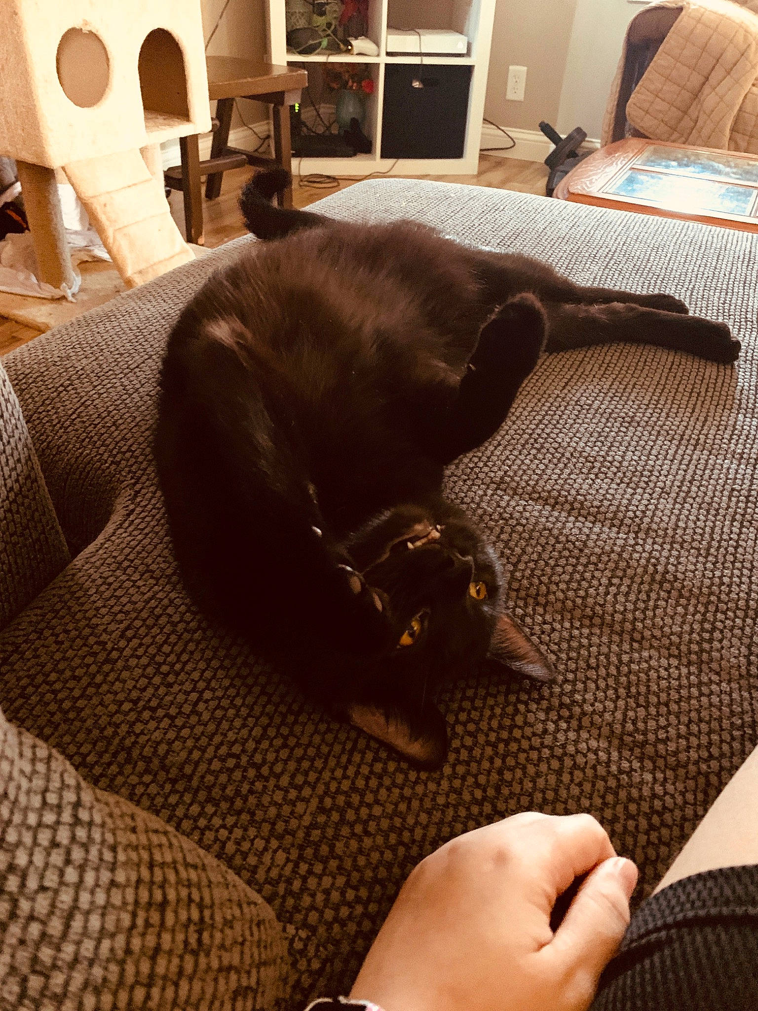 Eddie is registered to the contest to win money with this photo: carnivore, comfort, companion_dog, couch, dog, dog_breed, felidae, flooring, furniture, hardwood, interior_design, lamp, linens, living_room, nail, room, sporting_group, tail, whiskers, wood