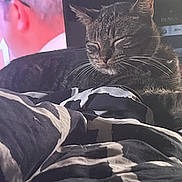 Poe joined the competition — help win amazing prizes! cat, tabby_cat, sleeping, blanket, indoor, furniture, television, person, blurred_background, whiskers, resting, cozy, domestic_animal, pet, black_and_gray, striped_fur, relaxation, soft_texture, home, quiet