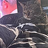 cat, tabby_cat, sleeping, blanket, indoor, furniture, television, person, blurred_background, whiskers, resting, cozy, domestic_animal, pet, black_and_gray, striped_fur, relaxation, soft_texture, home, quiet