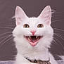 cat, white_cat, pet, animal, feline, close_up, whiskers, fur, ears, teeth, mouth_open, collar, cute, indoor, expression, portrait, face, alert, happy, domestic_animal