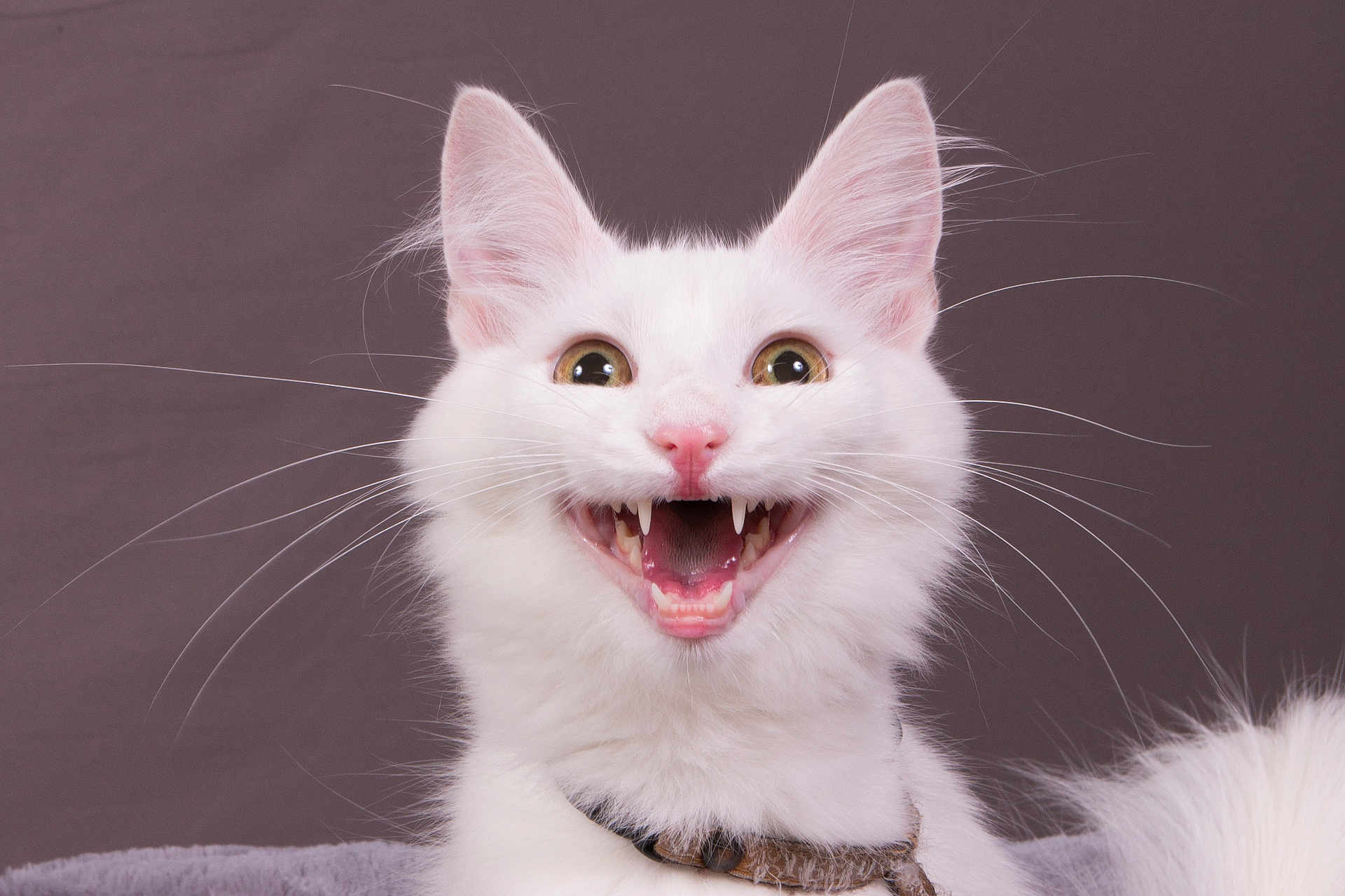 Topaze participe au concours pour gagner de l'argent avec cette photo : cat, white_cat, pet, animal, feline, close_up, whiskers, fur, ears, teeth, mouth_open, collar, cute, indoor, expression, portrait, face, alert, happy, domestic_animal