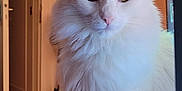 Topaze a rejoint le concours — aidez-le/la à gagner de superbes lots ! cat, white_cat, fluffy, pet, indoor, computer_keyboard, desk, technology, gaming, cables, papers, curious, eyes, feline, pet_animal, home, furniture, closeup, portrait, animal