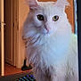 cat, white_cat, fluffy, pet, indoor, computer_keyboard, desk, technology, gaming, cables, papers, curious, eyes, feline, pet_animal, home, furniture, closeup, portrait, animal