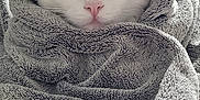 Topaze participe au concours pour gagner de l'argent avec cette photo : animal, bedroom, blanket, cat, comfort, cozy, cute, ears, face, fur, indoor, nose, pet, relaxed, resting, soft, towel, whiskers, white_cat, wrapped