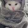 Topaze participe au concours pour gagner de l'argent avec cette photo : cat, white_cat, towel, cozy, indoor, pet, fur, cute, animal, wrapped, blanket, relaxed, face, ears, nose, whiskers, bedroom, soft, comfort, resting