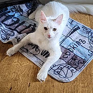 Topaze a rejoint le concours — aidez-le/la à gagner de superbes lots ! cat, white_cat, pet, animal, floor, wooden_floor, mat, kitchen_mat, home, indoor, feline, cute, relaxed, stretching, paw, ears, eyes, looking, curious, fluffy