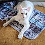 cat, white_cat, pet, animal, floor, wooden_floor, mat, kitchen_mat, home, indoor, feline, cute, relaxed, stretching, paw, ears, eyes, looking, curious, fluffy