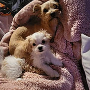 Storm joined the competition — help win amazing prizes! animal, blanket, comfort, companion, cozy, cute, cute_animals, dog, fluffy, friendship, fur, indoor, pet, puppy, relaxing, resting, sleepy, small_dog, snuggling, warm