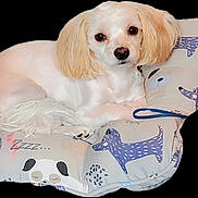 Storm joined the competition — help win amazing prizes! dog, pet, cushion, animal, white_dog, fluffy, ears, cute, relaxing, indoors, small_dog, face, fur, resting, leash, pillow, comfort, looking, portrait, cozy