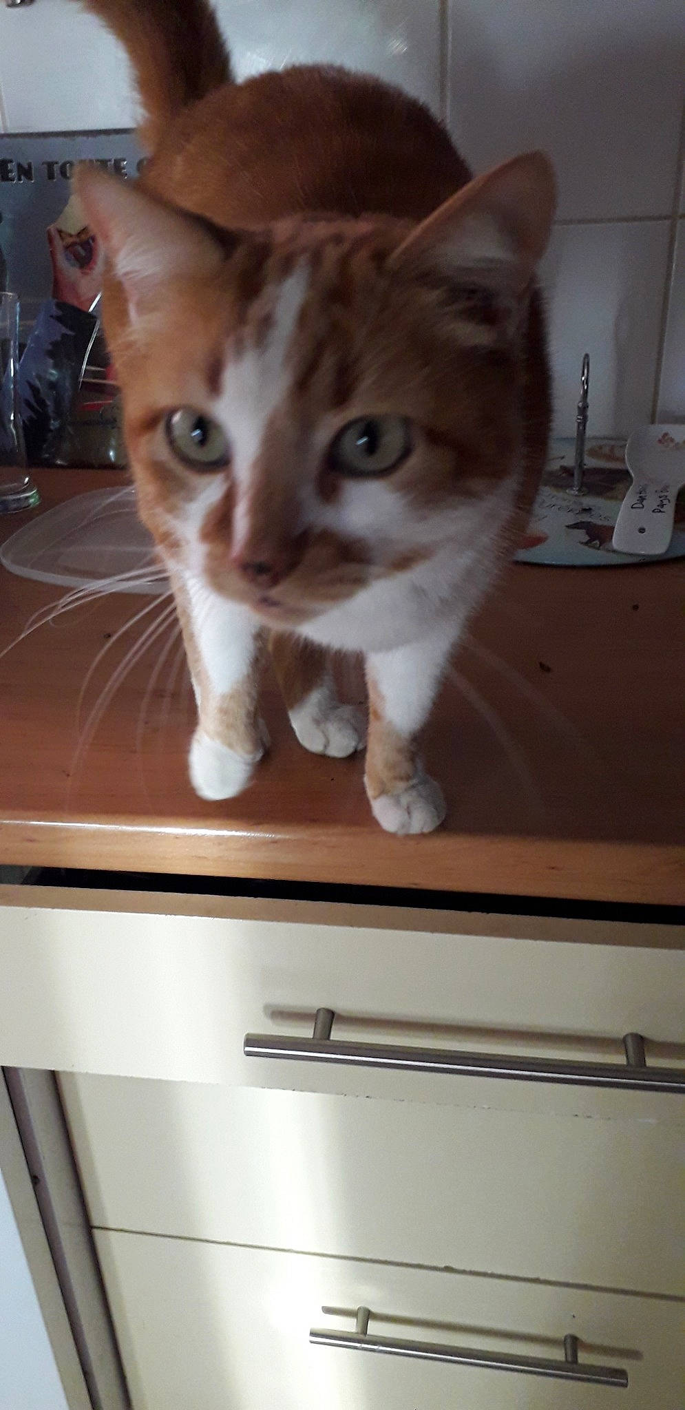 Reglisse participe au concours pour gagner de l'argent avec cette photo :