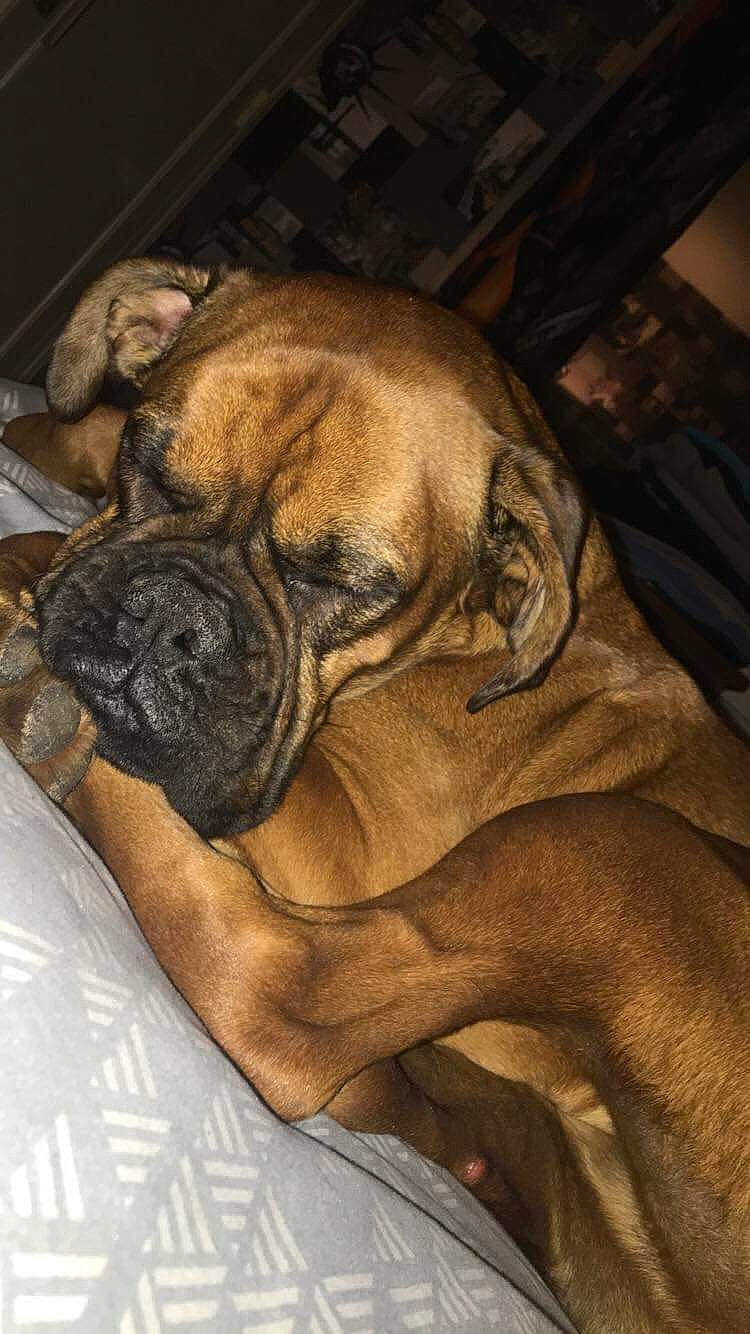 Mimie a rejoint le concours — aidez-le/la à gagner de superbes lots ! boerboel, boxer, bulldog, bullmastiff, canidae, carnivore, companion_dog, dog, dog_breed, english_mastiff, fawn, korean_mastiff, mammal, molosser, non_sporting_group, perro_de_presa_mallorquin, skin, snout, wrinkle