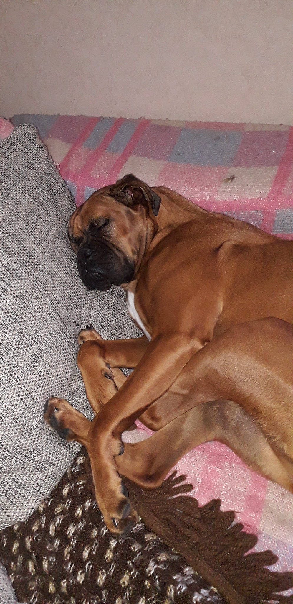 Mimie a rejoint le concours — aidez-le/la à gagner de superbes lots ! boerboel, boxer, bullmastiff, canidae, carnivore, dog, dog_breed, fawn, fila_brasileiro, korean_mastiff, mammal, molosser, non_sporting_group, tosa, vertebrate