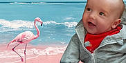 Jax joined the competition — help win amazing prizes! animal, baby, beach, bird, blue_sky, child, flamingo, hoodie, nature, ocean, outdoor, pink_sand, portrait, red_shirt, shore, sky, smiling, water, waves, wildlife