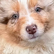 Apache participe au concours pour gagner de l'argent avec cette photo : dog, close_up, fluffy, fur, blue_eyes, pet, animal, canine, cute, portrait, muzzle, whiskers, soft, young, domestic_animal, friendly, furry, face, nose, looking