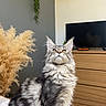 Aegon a rejoint le concours — aidez-le/la à gagner de superbes lots ! bed, cat, cozy, curious, decor, domestic_animal, dresser, feline, fluffy_cat, fur, furniture, gray_cat, home, indoor, pet, plant, sitting, television, whiskers, white_cat